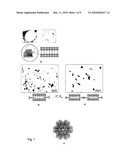 ZEOLITE CRYSTALS WITH BIOLOGICAL MATERIAL diagram and image