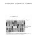 siRNA targeting TIE-2 diagram and image