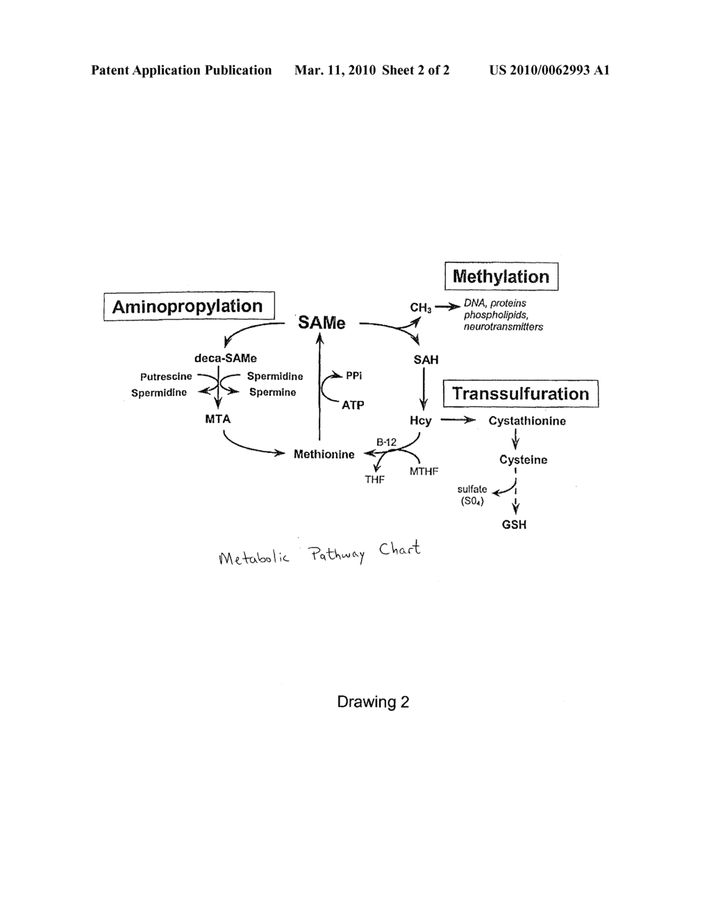 Adenosine Nucleotides as Dietary Supplements and as Agents in the Prevention of Cancer and the Metastasis Thereof - diagram, schematic, and image 03