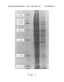 Composition extracted from shark cartilage marrow diagram and image