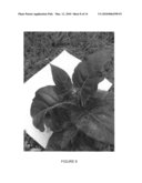 Tamarillo plant named  Sweeten  diagram and image