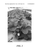 STRAWBERRY PLANT CALLED  ROTEM  diagram and image