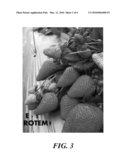STRAWBERRY PLANT CALLED  ROTEM  diagram and image