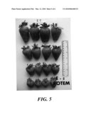 STRAWBERRY PLANT CALLED  ROTEM  diagram and image