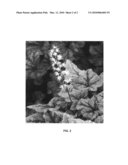 Tiarella plant named  Mystic Mist  diagram and image