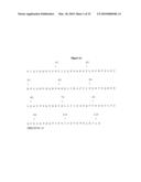 High affinity telomerase t cell receptors diagram and image