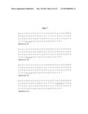 High affinity telomerase t cell receptors diagram and image