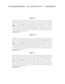 High affinity telomerase t cell receptors diagram and image