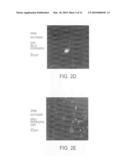 TRANSCRIPTION FACTORS FOR DIFFERENTIATION OF ADULT HUMAN OLFACTORY PROGENITOR CELLS diagram and image