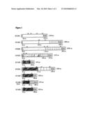 BIOINFORMATIC METHOD FOR IDENTIFYING SURFACE-ANCHORED PROTEINS FROM GRAM-POSITIVE BACTERIA AND PROTEINS OBTAINED THEREBY diagram and image