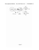 METHODS AND COMPOSITIONS FOR THE PRODUCTION OF MONOCLONAL ANTIBODIES diagram and image