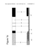 RAPID IMMUNOCHROMATOGRAPHIC DETECTION BY AMPLIFICATION OF THE COLLOIDAL GOLD SIGNAL diagram and image