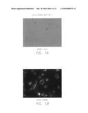 Novel fluorescent dyes and compounds, methods and kits useful for identifying specific organelles and regions in cells of interest diagram and image