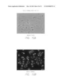 Novel fluorescent dyes and compounds, methods and kits useful for identifying specific organelles and regions in cells of interest diagram and image