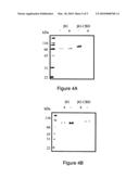 ENZYME COMPOSITIONS AND METHODS FOR THE IMPROVED ENZYMATIC HYDROLYSIS OF CELLULOSE diagram and image