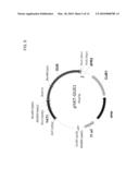 AMMONIUM TRANSPORTER PROMOTERS FOR GENE EXPRESSION IN OLEAGINOUS YEAST diagram and image