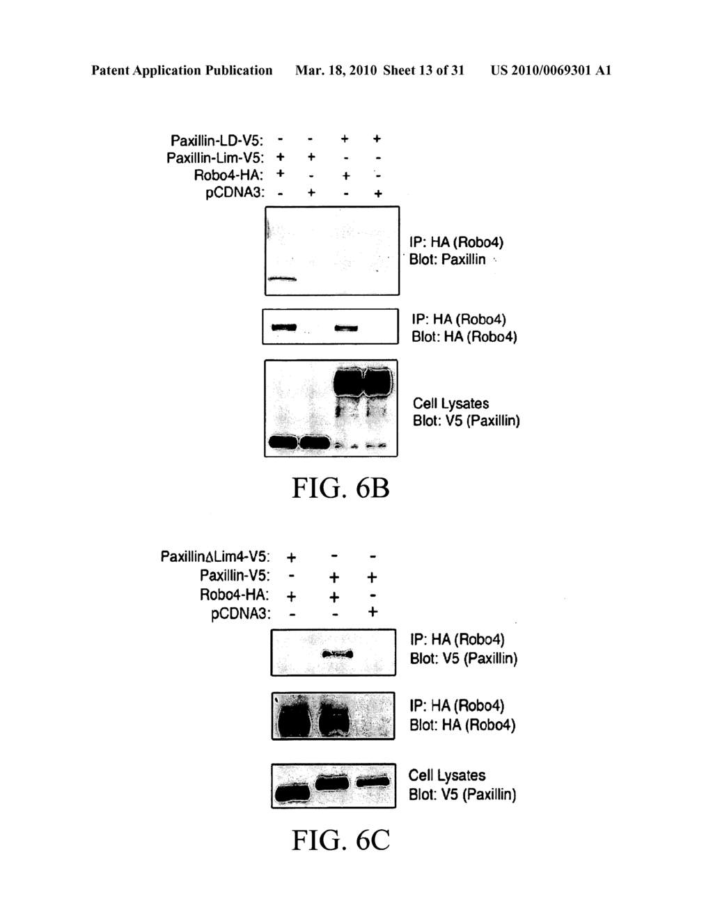 COMPOSITIONS AND METHODS FOR TREATING PATHOLOGIC ANGIOGENESIS AND VASCULAR PERMEABILITY - diagram, schematic, and image 14