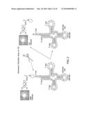 HETEROCYCLIC INHIBITORS OF BACTERIAL PEPTIDYL TRNA HYDROLASE AND USES THEREOF diagram and image