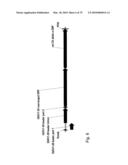 Antibody producing non-human mammals diagram and image