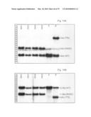 Antibody producing non-human mammals diagram and image