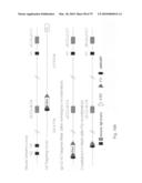 Antibody producing non-human mammals diagram and image