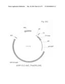 Antibody producing non-human mammals diagram and image