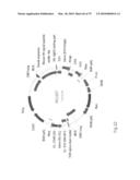 Antibody producing non-human mammals diagram and image