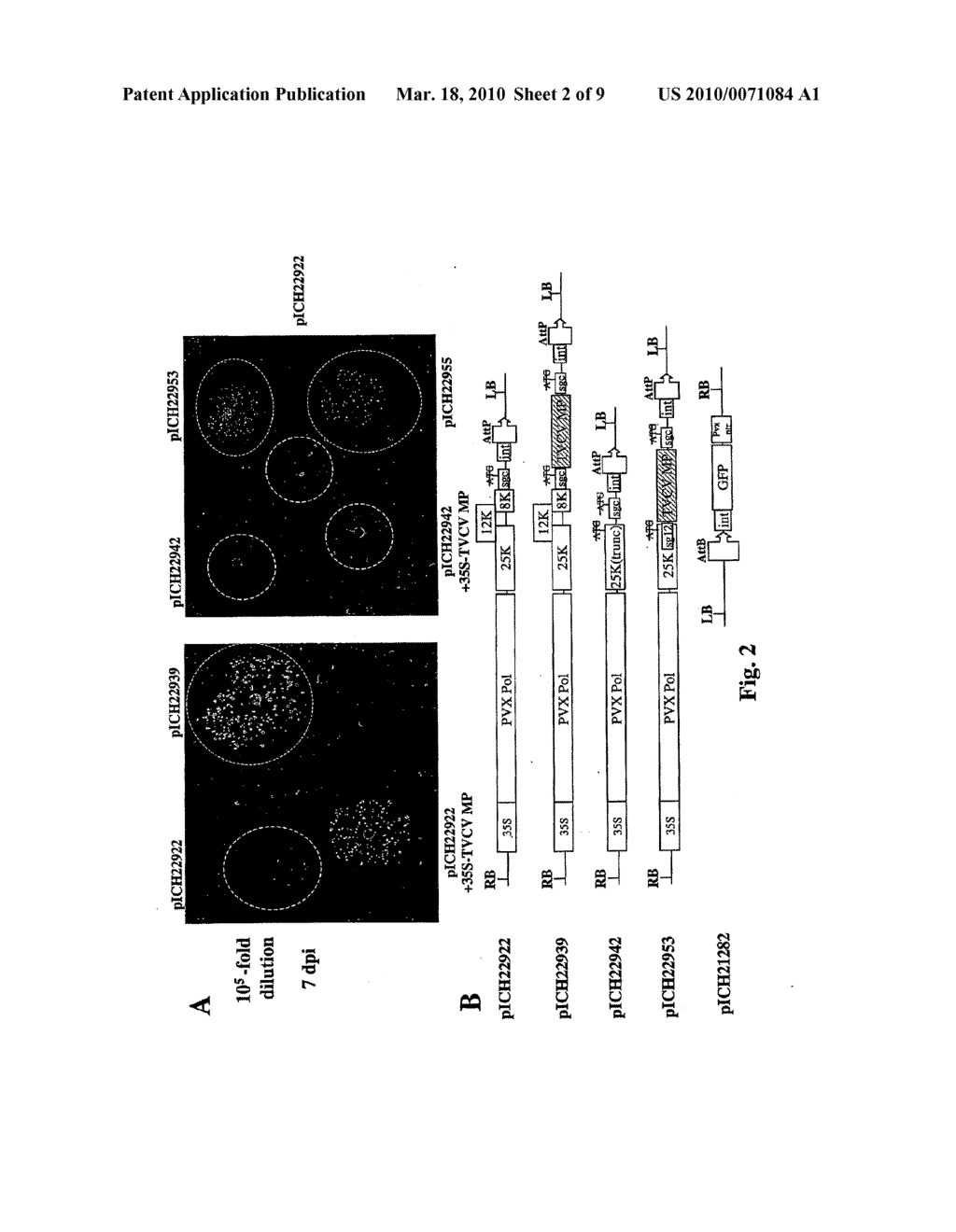 POTEXVIRUS-DERIVED REPLICON - diagram, schematic, and image 03