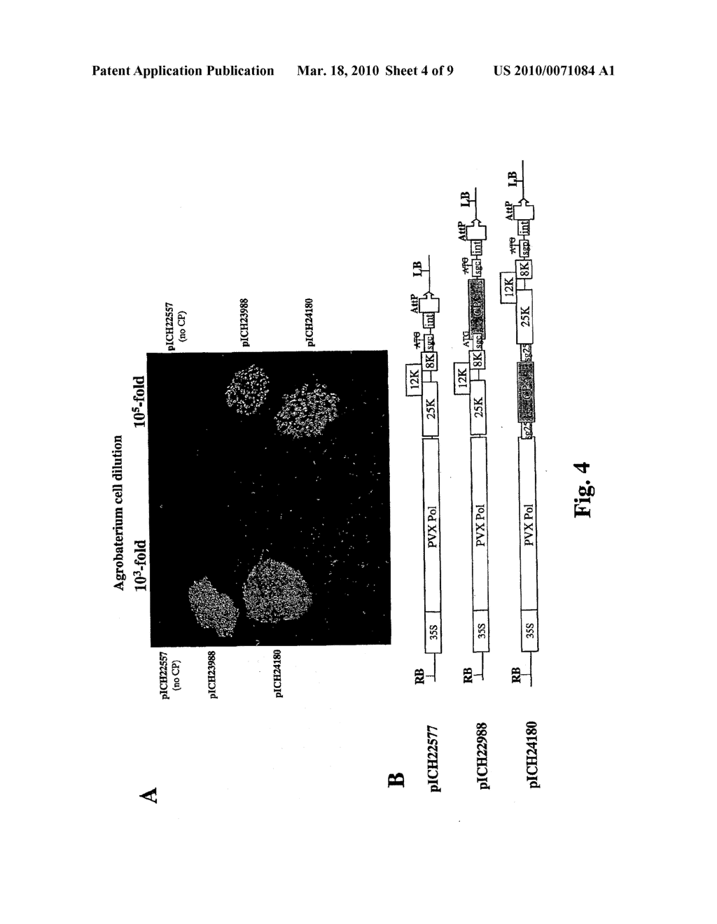 POTEXVIRUS-DERIVED REPLICON - diagram, schematic, and image 05