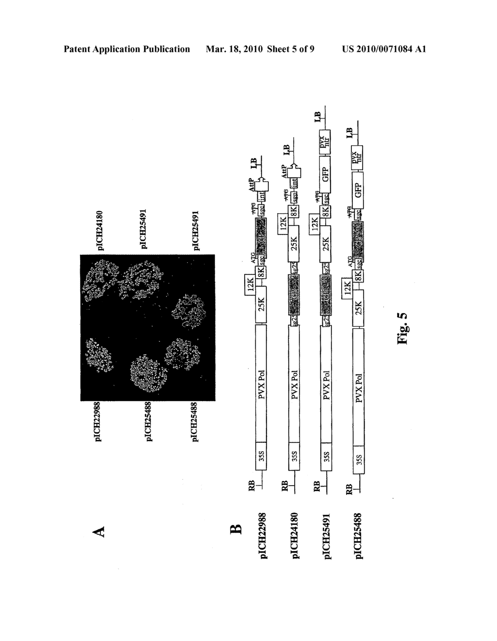 POTEXVIRUS-DERIVED REPLICON - diagram, schematic, and image 06