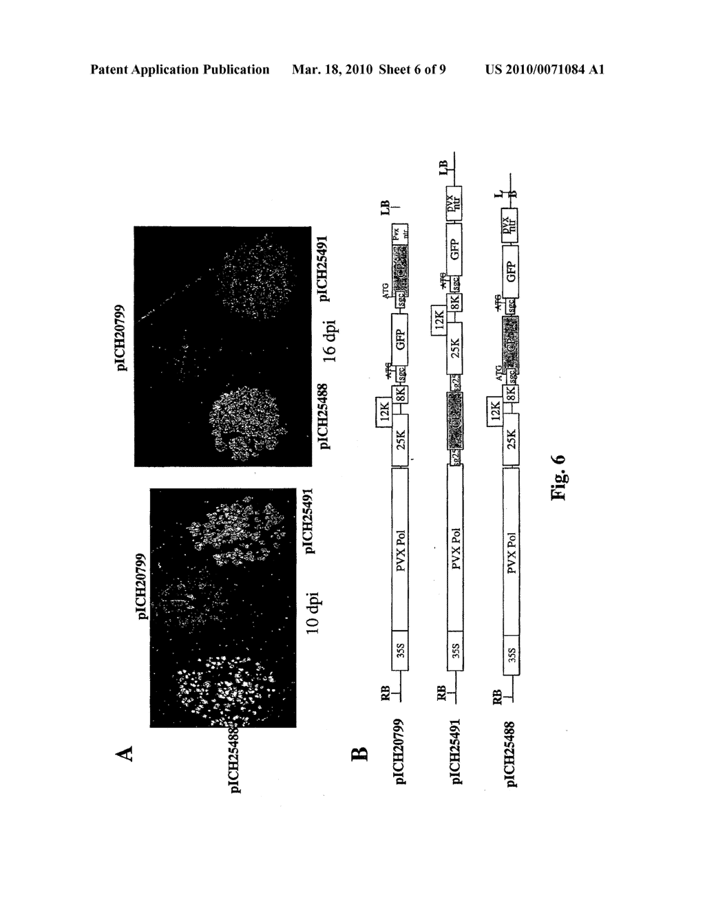 POTEXVIRUS-DERIVED REPLICON - diagram, schematic, and image 07