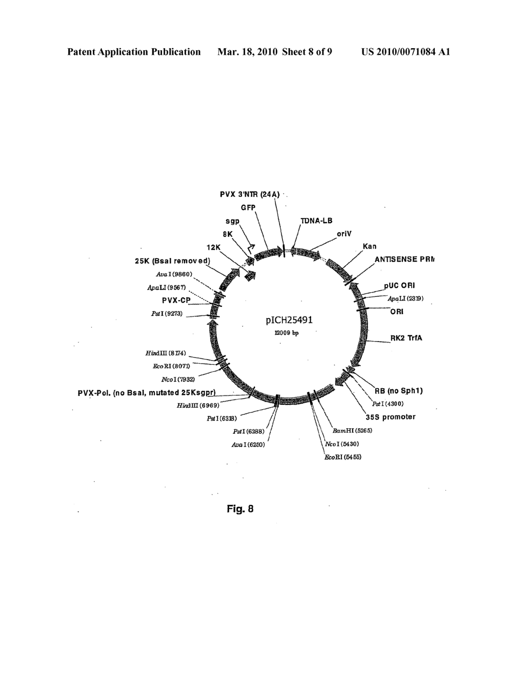 POTEXVIRUS-DERIVED REPLICON - diagram, schematic, and image 09