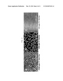 METHOD FOR PREPARING METAL NANOPARTICLES USING MATAL SEED AND METAL NANOPARTICLES COMPRISING METAL SEED diagram and image