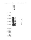 Monoclonal Antibodies That Neutralize Anthrax Protective Antigen (PA) Toxin diagram and image