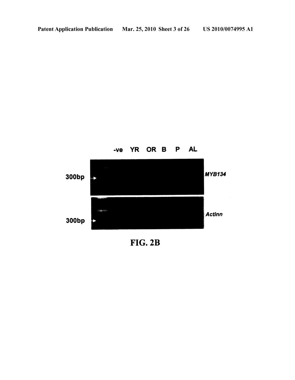 POPLAR TRANSCRIPTION FACTORS - diagram, schematic, and image 04