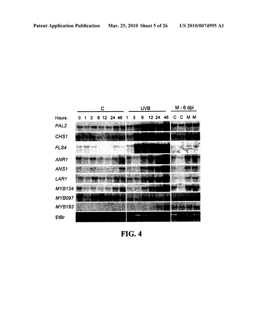 POPLAR TRANSCRIPTION FACTORS - diagram, schematic, and image 06