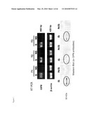 METHOD OF DETERMINING THE RISK OF SCOLIOSIS diagram and image