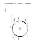 DELTA-9 ELONGASES AND THEIR USE IN MAKING POLYUNSATURATED FATTY ACIDS diagram and image