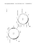 DELTA-9 ELONGASES AND THEIR USE IN MAKING POLYUNSATURATED FATTY ACIDS diagram and image