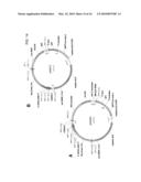 DELTA-9 ELONGASES AND THEIR USE IN MAKING POLYUNSATURATED FATTY ACIDS diagram and image