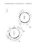 DELTA-9 ELONGASES AND THEIR USE IN MAKING POLYUNSATURATED FATTY ACIDS diagram and image