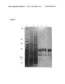 Bacteriophage Preparations and Method of Use Thereof diagram and image