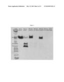 Novel Gene Delivery Vectors for Human Mesenchymal Stem Cells diagram and image