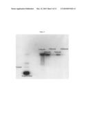 Novel Gene Delivery Vectors for Human Mesenchymal Stem Cells diagram and image