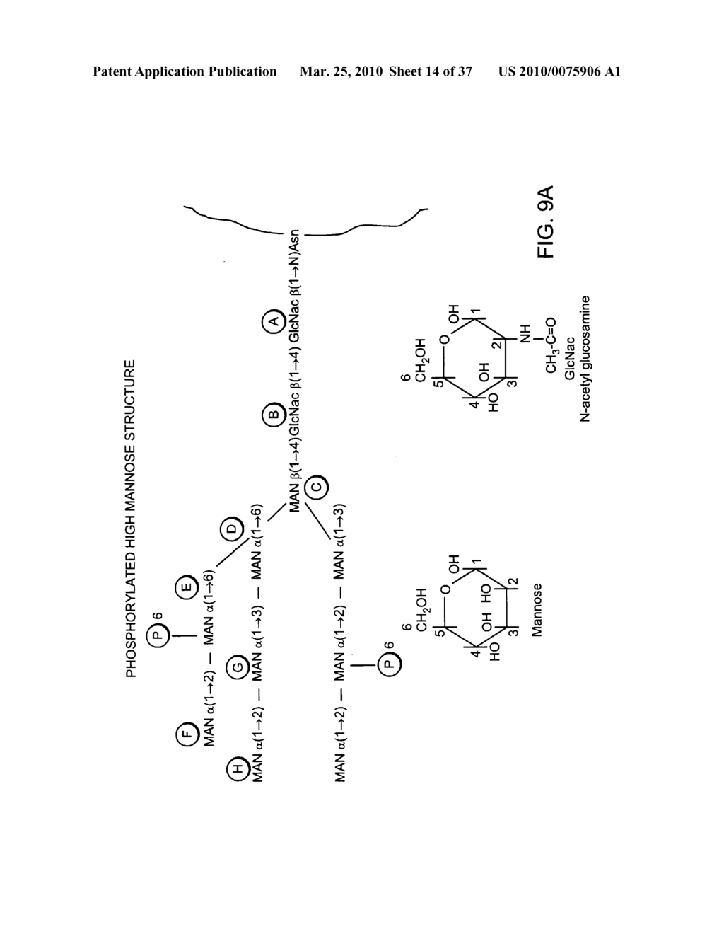 Targeted Therapeutic Proteins - diagram, schematic, and image 15