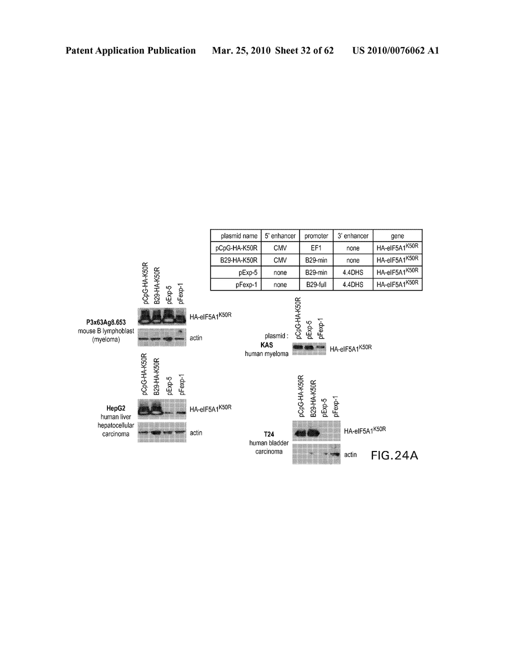 Use of a Truncated eIF-5A1 Polynucleotide to Induce Apoptosis in Cancer Cells - diagram, schematic, and image 33