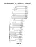 PLANTS HAVING ENHANCED YIELD-RELATED TRAITS AND A METHOD FOR MAKING THE SAME diagram and image