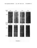 METHOD OF ENHANCING AN IMMUNE RESPONSE diagram and image