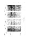 METHOD OF ENHANCING AN IMMUNE RESPONSE diagram and image