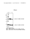 MUTANT POLYPEPTIDE HAVING EFFECTOR FUNCTION diagram and image